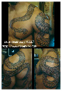 6rattler2